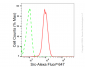 KD-Validated Anti-Src Rabbit Monoclonal Antibody